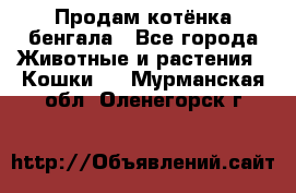 Продам котёнка бенгала - Все города Животные и растения » Кошки   . Мурманская обл.,Оленегорск г.